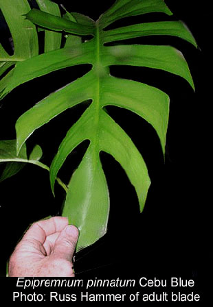 Epipremnum pinnatum (L.) Engl., Epipremnum pinnatum, Exotic Rainforest